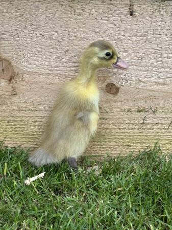 Image 3 of Day old Indian runner ducklings. Mixed colours