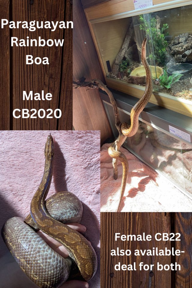 Preview of the first image of Pair of Paraguayan Rainbow Boas- Male-CB20 & Female-CB22.