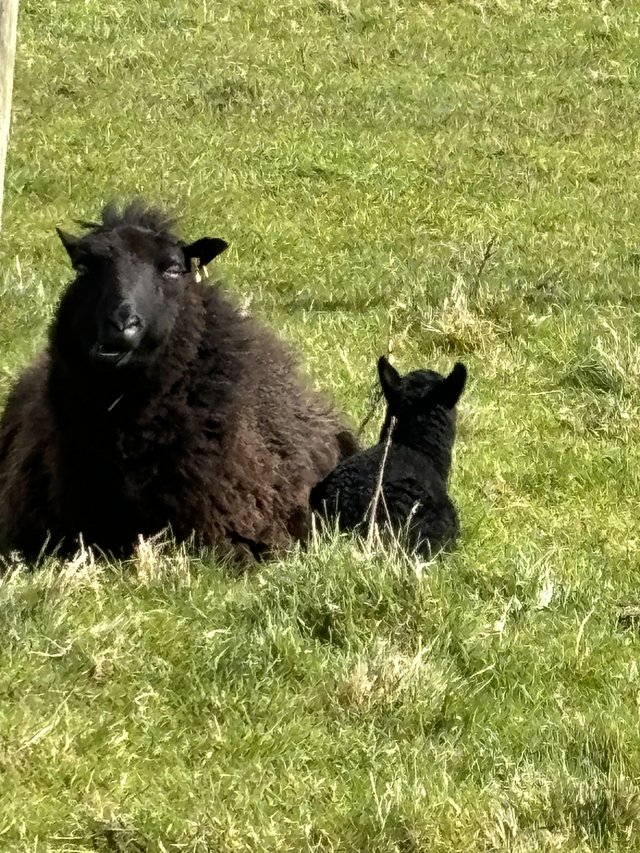 Preview of the first image of Pedigree Black Welsh Mountain Ewes with X texel lambs.