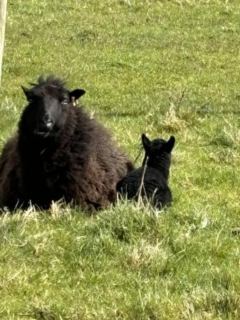 Image 1 of Pedigree Black Welsh Mountain Ewes with X texel lambs