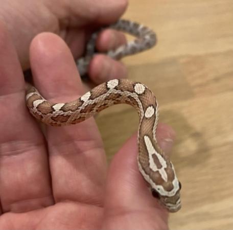 Image 3 of Beautiful Lavender corn snake £80