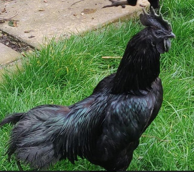 Preview of the first image of Ayam Cemani breed for sale in London.
