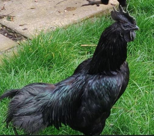 Image 1 of Ayam Cemani breed for sale in London