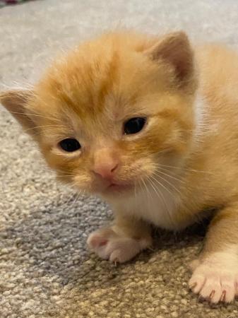 Image 2 of Pretty ginger and black and white kitten ready of the month