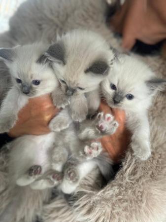 Image 6 of 9 week old ragdoll kittens