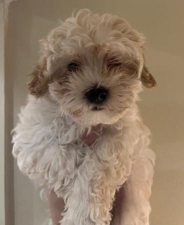 Image 6 of Ready Now Stunning Maltipoo puppies