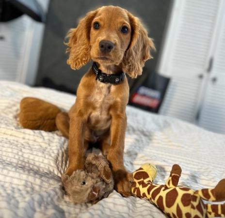 Image 3 of 1 year Old Cocker Spaniel Looking for a 10* home