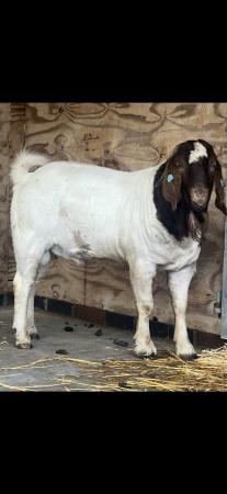 Image 8 of Full Blood Boer Goats BUCKS for sale