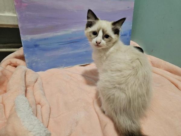 Image 4 of Beautiful Ragdoll kittens... only 1 left.