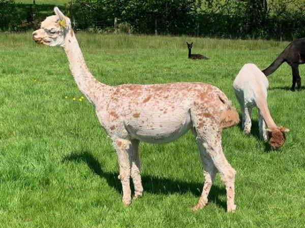 Image 19 of Beautiful Quality Alpacas for Sale