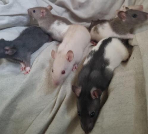 Image 2 of 6 week old male rats for sale