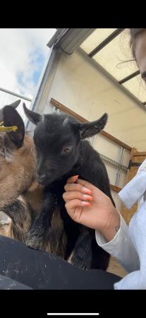 Image 3 of Pygmy goat nanny kids 11 week old stolen!