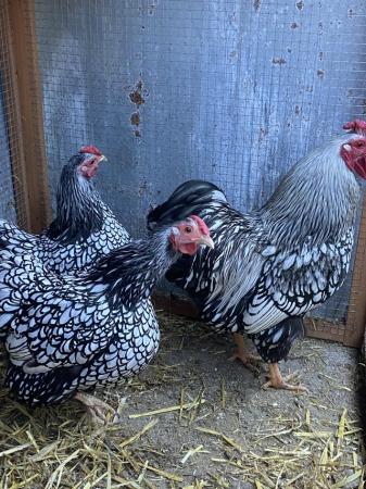Image 2 of Silver laced Wyandotte bantam chicks for sale