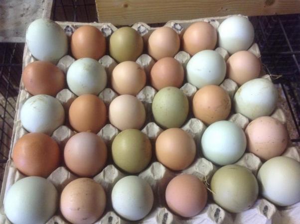 Image 2 of Olive Egger Hatching Eggs for Beautiful Chickens