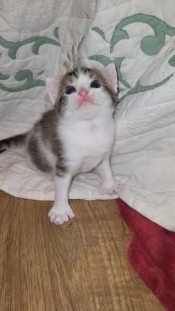 Image 7 of RESERVED - beautiful polydactyl (extra toes) kitten