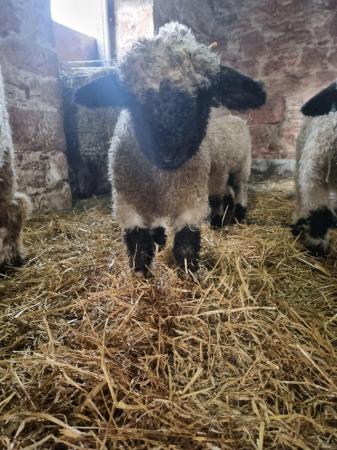 Image 2 of Valais blacknose tup lambs