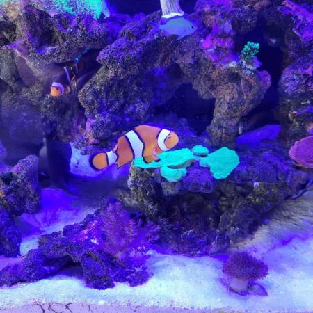 Image 1 of 2 year old clown fish for sale.