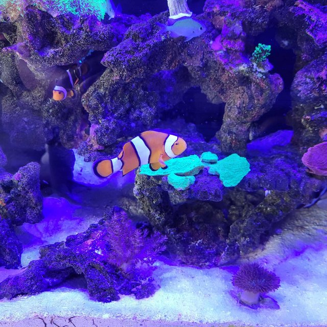 Preview of the first image of 2 year old clown fish for sale..