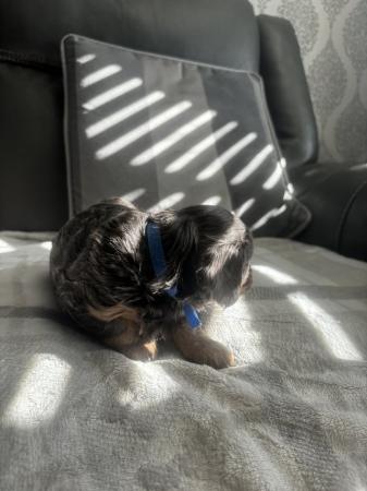 Image 9 of Dorkies ( dachshund/yorkshire terrier) ready now