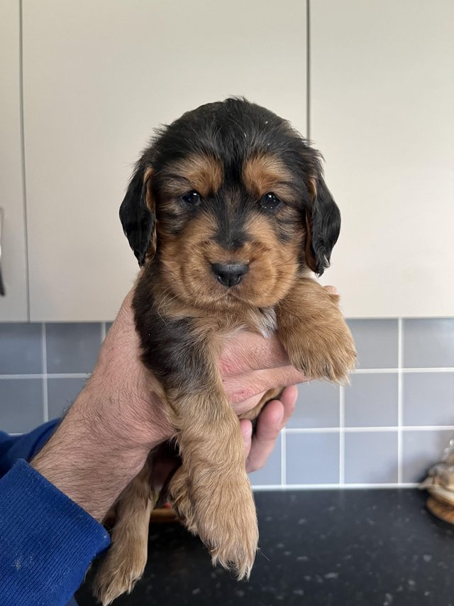 Preview of the first image of Beautiful tri Cockapoo puppies.