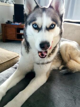 Image 5 of Amost three years old husky, female for sale to a good home