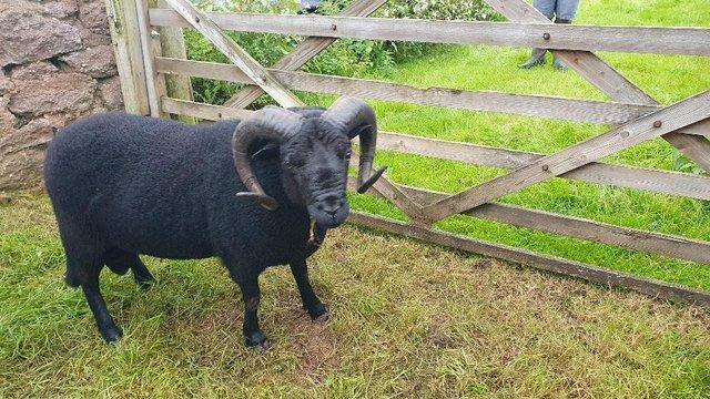 Preview of the first image of Ram- Pedigree Black Welsh Mountain.