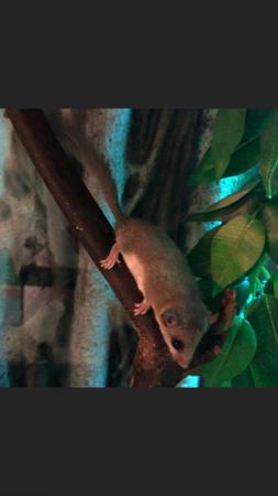 Image 5 of African Pygmy Dormice for sale