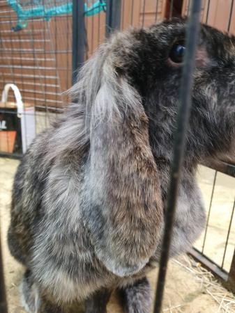 Image 3 of French lop cross 2 year old girl