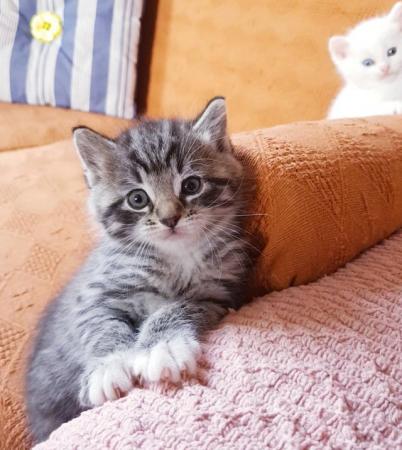 Image 7 of 4 adorable kittens half Turkish Angora