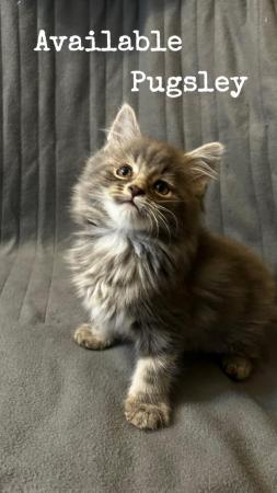 Image 1 of *Ready to Leave* Full Maine Coon Male Kitten