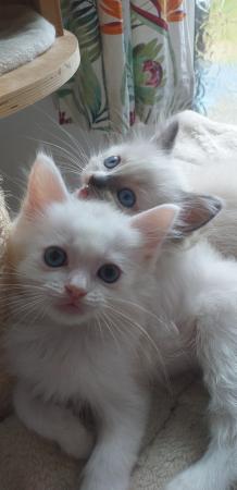 Image 9 of Pure Breed Ragdoll Kittens