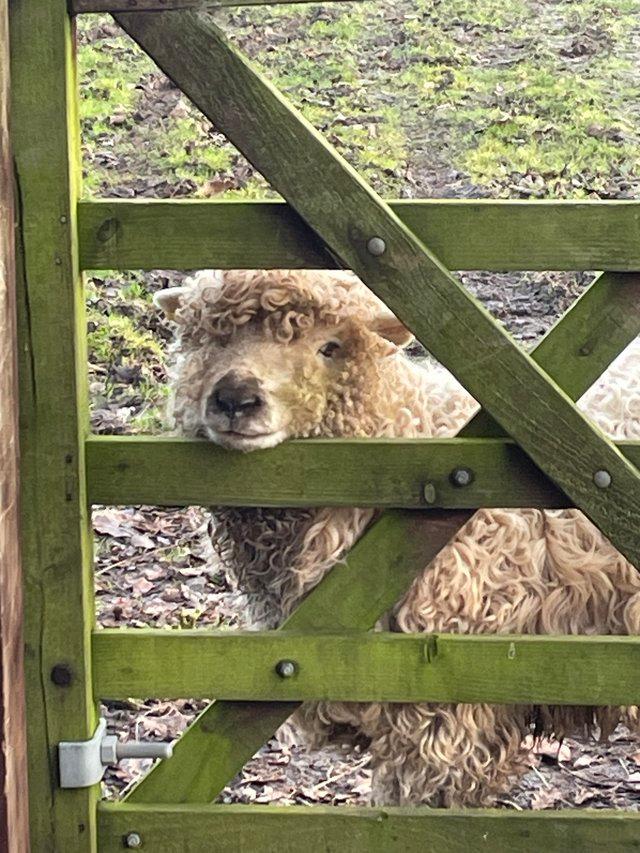 Preview of the first image of Grey faced Dartmoor ram 2022 born (none registered)..