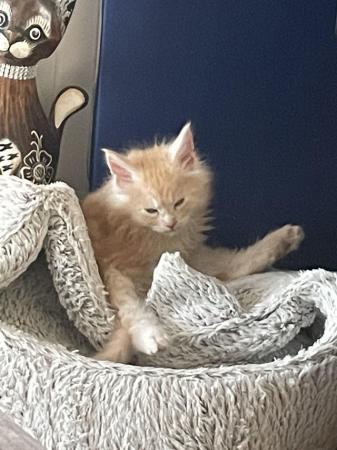 Image 7 of Maine Coon Ginger kittens ( 2 boys)