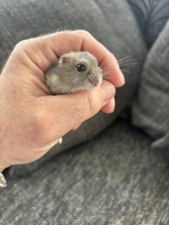 Image 2 of Young Russian hamster’s available