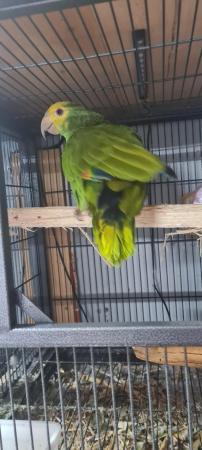 Image 5 of Duble yellow head baby parrot for sale
