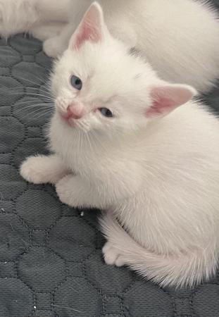Image 4 of Turkish Angora kittens waiting for their new homes