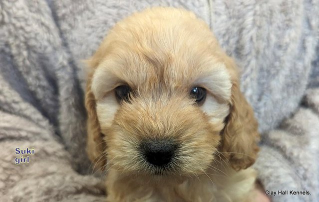 Image 4 of Golden F1 Cockapoo puppies, ready soon.