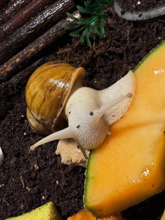 Image 3 of Stunning mix of giant African land snails