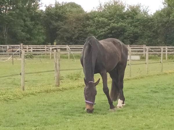 Image 1 of Sharer wanted for 17hh Warmblood