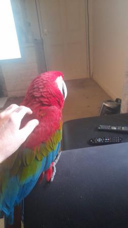 Image 7 of Greenwing male macaw for sale