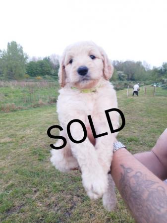Image 9 of Fully vaccinated Standard F1BBB LABRADOODLE boy puppy left