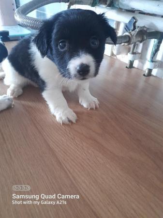 Image 8 of Beautiful black and white jack russell puppies