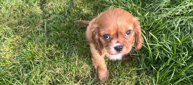 Image 8 of Cavalier King Charles Spaineil pups