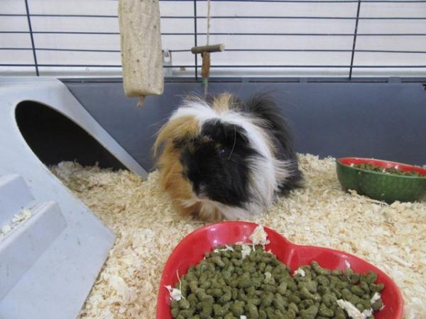 Image 11 of 2 male long haired guinea pigs looking for a new home