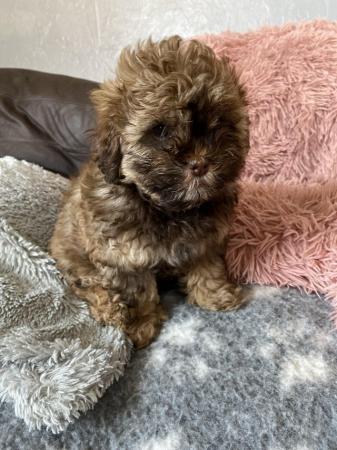 Image 11 of Beautiful shihpoo girl puppy ready now