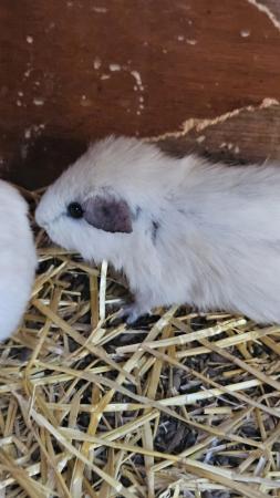 Image 2 of Female  Guinea pig for sale