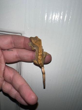 Image 7 of Baby crested geckos available