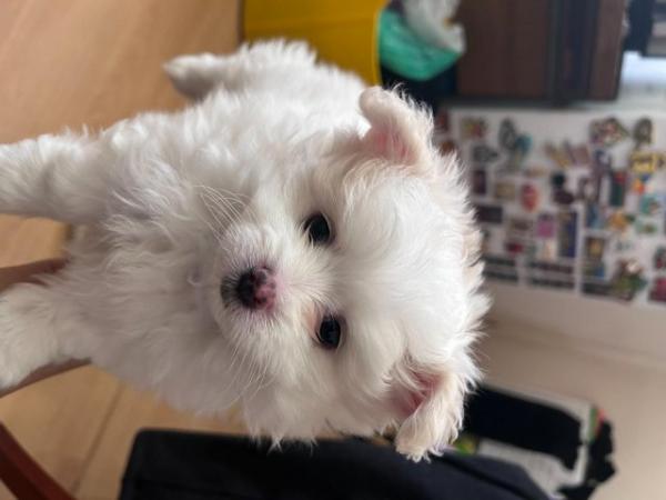Image 1 of White Bichon and White Pomeranian Puppies in Leeds