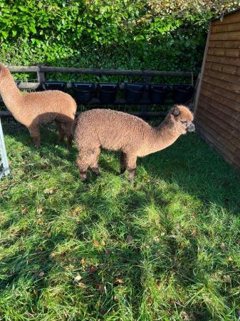 Image 9 of BAS REGISTERED BEAUTIFUL QUALITY BABY ALPACAS