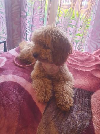 Image 4 of 1 Female Cavapoo Puppy for sale